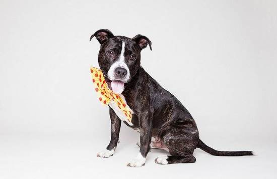 rescue dog/ life saving alert